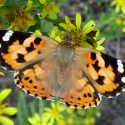 Descubren que un tipo de mariposa hace misma ruta que las aves migratorias: 12 mil kms