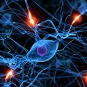 Crean neuronas humanas a partir de una muestra de sangre