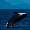 Ballenas y delfines reconocen los gritos asesinos de las orcas
