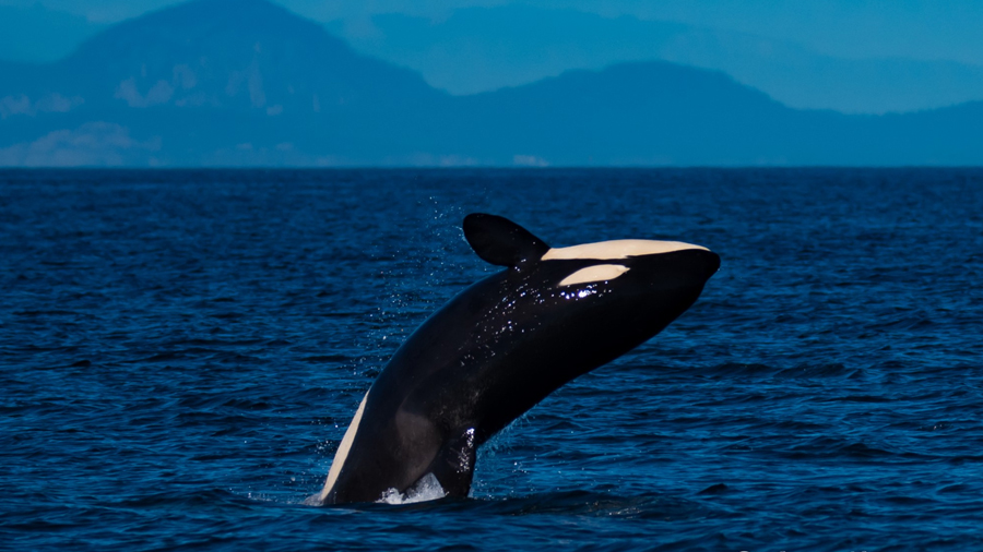Ballenas y delfines reconocen los gritos asesinos de las orcas
