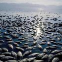 Qué son las zonas muertas del océano y por qué cada vez hay más