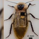 Logran nervios mecanosensoriales biológicos emulados por electrónica flexible