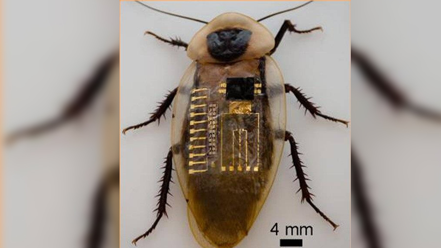 Logran nervios mecanosensoriales biológicos emulados por electrónica flexible