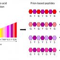 Logran obtener ‘ladrillos’ de aminoácidos para crear nanomateriales