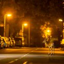 Los mamíferos se hacen más noctámbulos para evitar a los humanos