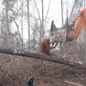 Orangutan se enfrenta a excavadora de madereros que destruyeron su hogar