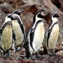 Los pingüinos han tumbado dos ministros en Chile, tras proyecto minero