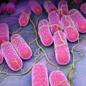 Descrito un mecanismo de control de la salmonela mediante fragmentos pequeños de ARN