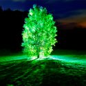 Árboles bioluminiscentes, ¿el futuro del alumbrado público?