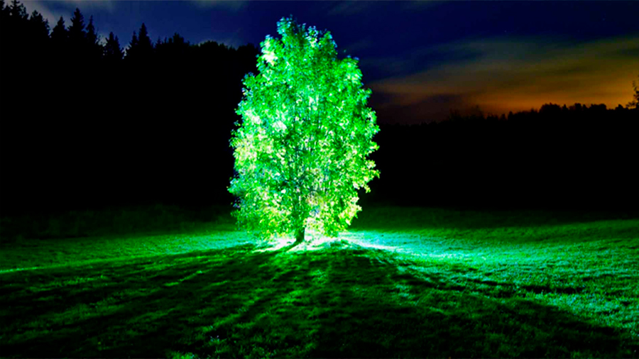 Árboles bioluminiscentes, ¿el futuro del alumbrado público?