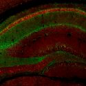 Descubren las neuronas que reescriben los recuerdos traumáticos