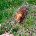Cuanto menos vive una planta, más capaz es de dispersar sus semillas