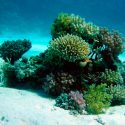 Encontrar los 'oasis' de coral encierra la clave para su supervivencia