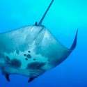 Hallan en Golfo de México el primer criadero de mantarraya en el mundo