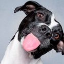 Descubren 19 gestos que significan que tu perro trata de decirte algo