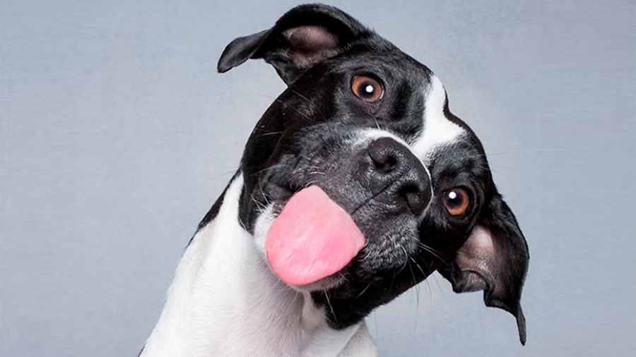 Descubren 19 gestos que significan que tu perro trata de decirte algo