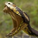 Mordeduras de serpiente, una crisis sanitaria global desconocida