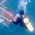 Con una nueva técnica los corales se pueden restaurar