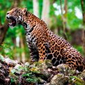 Estudio confirma que grandes felinos se mandan mensajes entre miembros de su propia especie