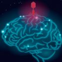 Un nuevo estudio respalda la conexión entre los virus del herpes y el mal de y Alzhéimer