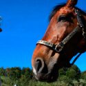 Los caballos perciben señales emocionales humanas de la cara y la voz