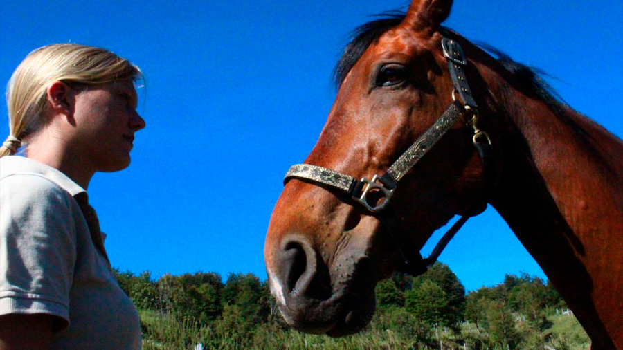 Los caballos perciben señales emocionales humanas de la cara y la voz