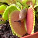 Las plantas ven, recuerdan y gritan cuando las cortas: su vida secreta al descubierto