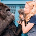Adiós al fallecido Koko, el gorila de 46 años que se comunicaba a través de lenguaje de señas