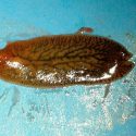 Aplican con éxito vesículas de gusanos parásitos para luchar contra la colitis ulcerosa