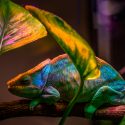 El camaleón inspira un nuevo nanoláser que cambia de color