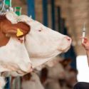 La genómica en las ciencias veterinarias