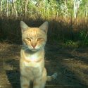 Australia: gatos errantes matan un millón de reptiles al día