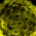 Invento argentino: desarrollan un potente microscopio 1.000 veces más barato