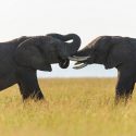 De ranas a elefantes: los animales que se turnan para hablar como si fueran humanos