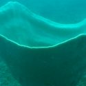 Una rara esponja gigante, descubierta en un fondo marino de Camboya
