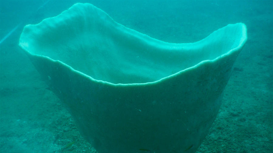 Una rara esponja gigante, descubierta en un fondo marino de Camboya