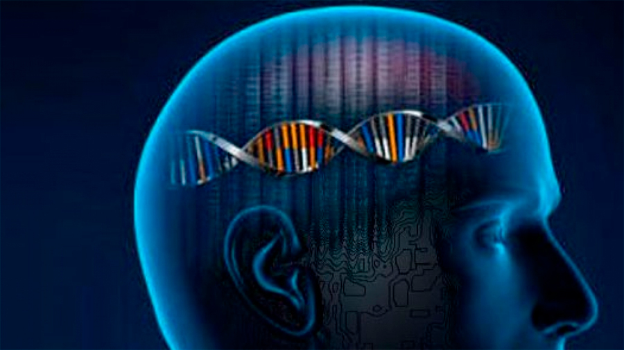 Más de mil genes están asociados a la inteligencia