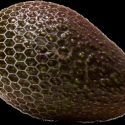 Así son los nuevos aguacates: una piel invisible que les permite mantenerse frescos más tiempo sin pudrirse