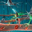 Identifican investigadores españoles un nuevo regulador de la formación de neuronas
