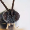 Una espantosa avispa come y madura como el monstruo de Alien
