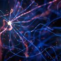 Explosión neuronal transformó el cerebro de los anfibios en humano, concluye estudio científico