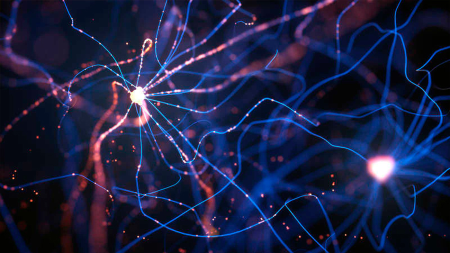 Explosión neuronal transformó el cerebro de los anfibios en humano, concluye estudio científico