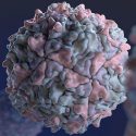 El virus de la polio, uno de los más temidos, eficaz contra tumores cerebrales