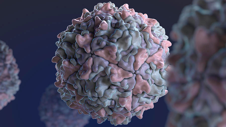El virus de la polio, uno de los más temidos, eficaz contra tumores cerebrales
