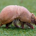 El 62% de los armadillos amazónicos porta la bacteria causante de la lepra