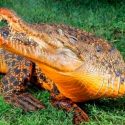 Descubren científicos cocodrilos naranjas en cuevas de Gabón