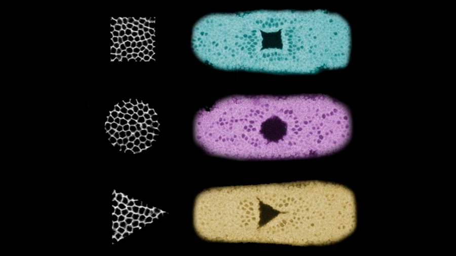 Logran modificar la forma de los tejidos embrionarios mediante optogenética
