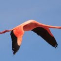 Extraordinario avistamiento de un flamenco prófugo de un zoológico por más de diez años