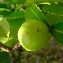 El ‘árbol de la muerte’ es tan tóxico que el sólo contacto con sus hojas y frutos podría envenenarte