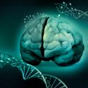 Descubren el mecanismo genético que permite el aumento de la corteza cerebral